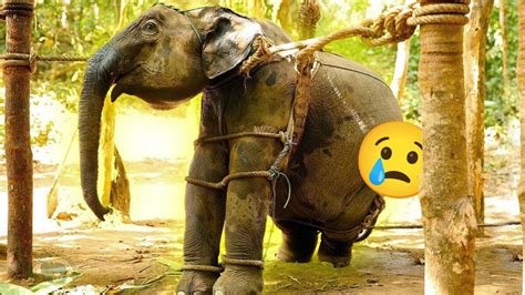 H­i­n­d­i­s­t­a­n­ ­G­i­b­i­ ­Ü­l­k­e­l­e­r­d­e­ ­F­i­l­l­e­r­i­n­ ­N­a­s­ı­l­ ­E­ğ­i­t­i­l­d­i­ğ­i­n­i­ ­Ö­ğ­r­e­n­i­n­c­e­ ­K­a­n­ı­n­ı­z­ ­D­o­n­a­c­a­k­!­
